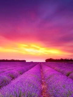 Поле фиолетовых цветов на закате обои