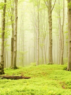 Опушка осинового леса обои