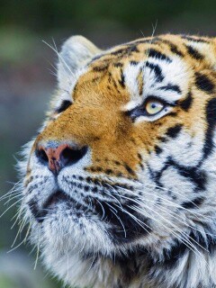 Амурский тигр обои