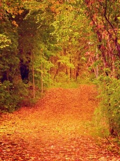 Дорожка в осеннем лесу обои