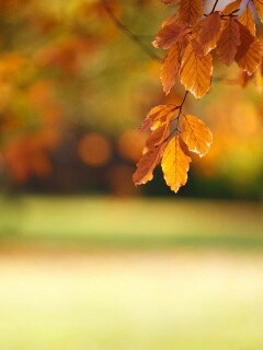 Осенний парк обои