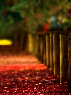 Аллея усеянная листвой обои