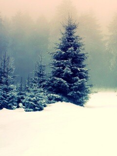 Ёлки в сугробах обои