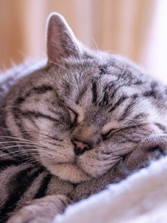 Спящий кошак обои