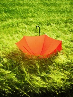 Зонт на траве обои