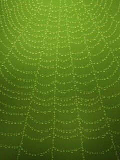 Роса на паутине обои