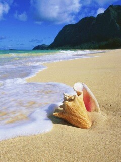 Морская раковина обои