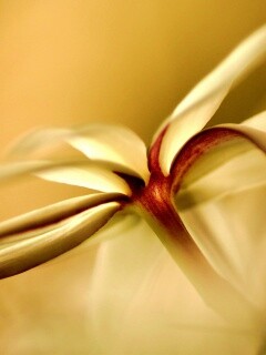 Цветок обои