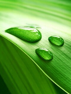 Капли на зеленом листе обои