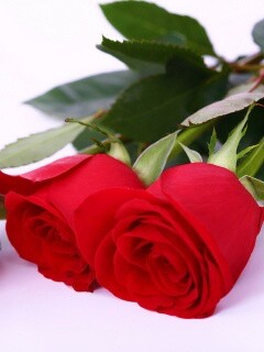 Красные розы обои