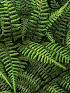 Папоротник обои