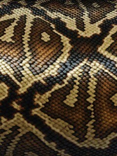 Змеиная кожа обои