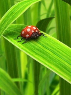 Милая божья коровка робот обои