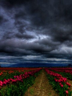 Цветочное поле под грозовым небом обои