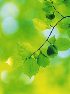 Зеленая ветка с листьями обои