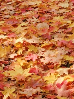 Листья клена обои