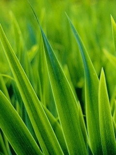 Идеальная зелень обои