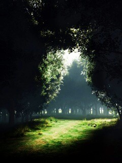 Сумерки в волшебном лесу обои