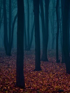 Таинственный лес обои