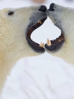 Полярные медведи обои