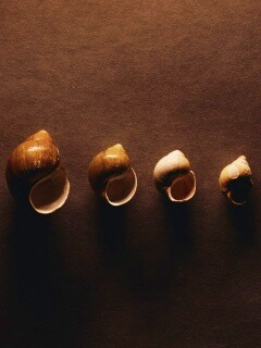 Раковины обои