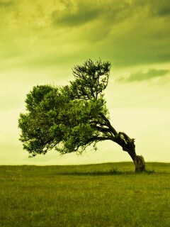 Склоненное дерево обои