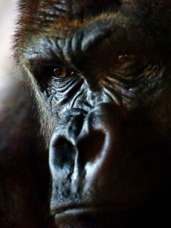 Фото орангутанга обои