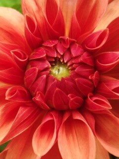 Аленький цветочек обои