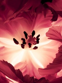 Пылающий цветок обои