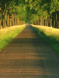 Живописная аллея обои