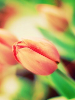 Красивый тюльпан обои