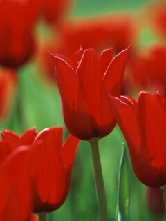 Красные цветы обои