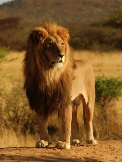 Царь зверей обои