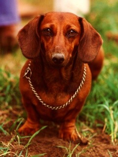 Рыжая такса обои