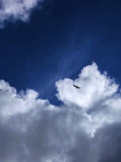 Птица в небе обои