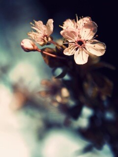 Цветок вишни обои