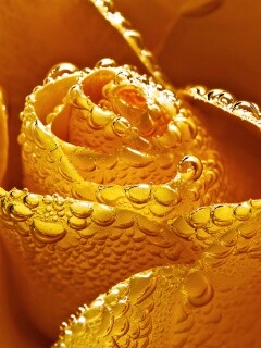 Мокрый желтый цветок обои