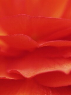 Лепестки красного цветка обои