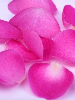 Лепестки розы обои