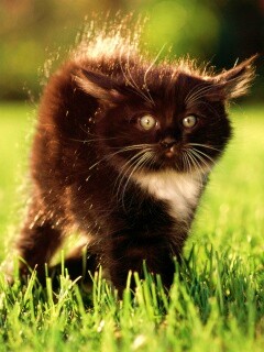 Кот воитель обои