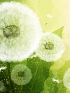 Одуванчики обои