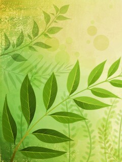 Веточка молодых листьев обои