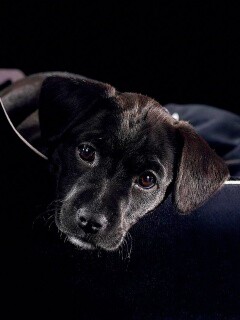 Собачка в сумке обои