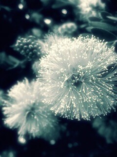 Сказочный цветок обои