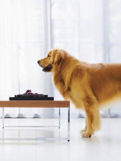 Лабрадор Ретривер обои