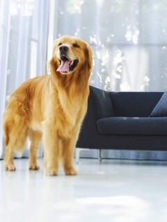 Собачка обои