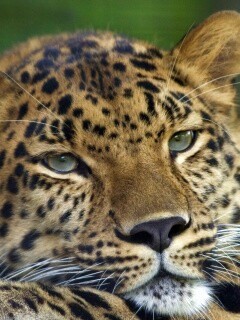 Злопасный ягуляр обои