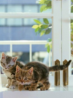 Милые котята обои