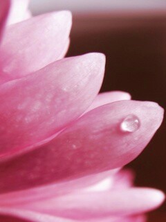 Капля на лепестке обои