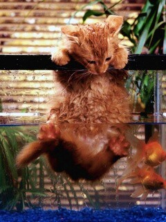 Мокрая киска обои